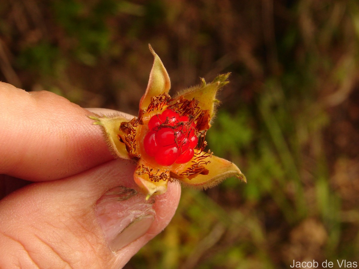 Rubus indicus Thunb.